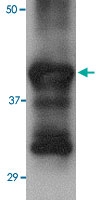 MAB2767 - Influenza A H5N1