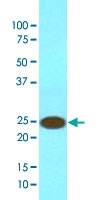 MAB3207 - 14-3-3 protein beta/alpha