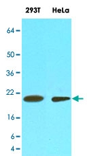 MAB3214 - Cyclophilin F