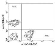 MAB3226 - CD19