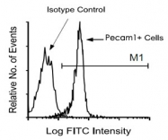 MAB3230 - CD31 / PECAM1