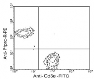 MAB3232 - CD45 / LCA