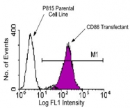 MAB3238 - CD86