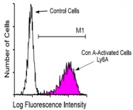 MAB3239 - Ly6A/E / SCA1