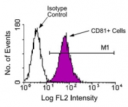 MAB3248 - CD81 / TAPA1