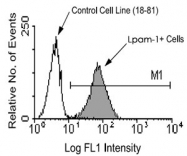 MAB3252 - Integrin beta-7