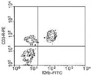 MAB3256 - CD122 / IL2RB
