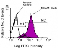 MAB3278 - CD146