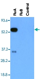 MAB3325 - Influenza A