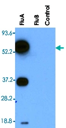 MAB3326 - Influenza A