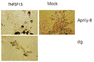 MAB3366 - CD256 / APRIL