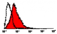 MAB3369 - CD178 / Fas Ligand