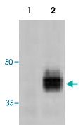 MAB3369 - CD178 / Fas Ligand
