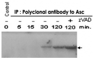 MAB3372 - CARD7 / NLRP1