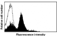 MAB3380 - CD178 / Fas Ligand