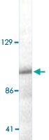 MAB3381 - ERCC4