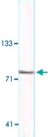 MAB3419 - XRCC1