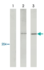 MAB3425 - Myosin-11
