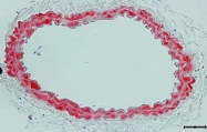 MAB3425 - Myosin-11