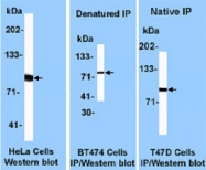 MAB3426 - XRCC5 / Ku80 / Ku86