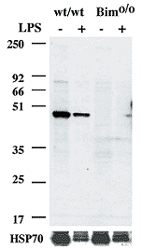 MAB3427 - Caspase-1