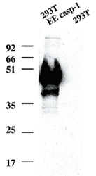 MAB3427 - Caspase-1