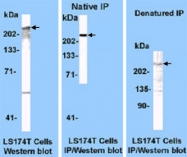 MAB3430 - DNA-PKcs / PRKDC / XRCC7