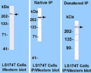 MAB3431 - DNA-PKcs / PRKDC / XRCC7