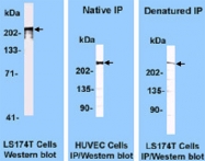 MAB3433 - DNA-PKcs / PRKDC / XRCC7