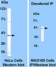 MAB3437 - DNA polymerase beta