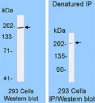 MAB3438 - POLE1
