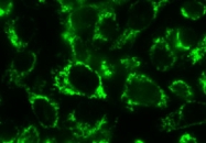 MAB3450 - Bcl-2-like 13