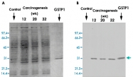 MAB3452 - GSTP1 / GST3