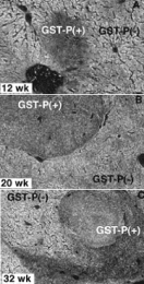 MAB3452 - GSTP1 / GST3