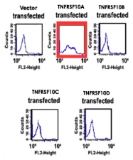MAB3473 - CD261 / TRAILR1