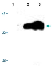 MAB3483 - Bcl-10