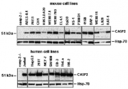 MAB3485 - Caspase-2