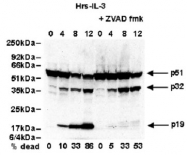 MAB3485 - Caspase-2