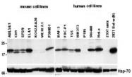 MAB3487 - Bcl-2-like 2