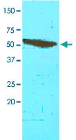 MAB3587 - FKBP4