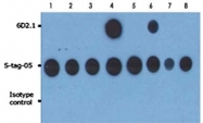 MAB3591 - PRKACA