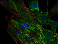MAB3607 - AHNAK / PM227