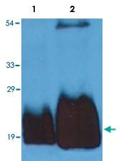 MAB3628 - CD59