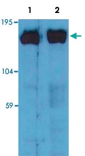 MAB3649 - SOS1