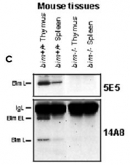 MAB3705 - Bcl-2-like 11