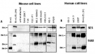 MAB3705 - Bcl-2-like 11