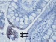 MAB3706 - CD283 / TLR3