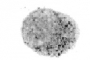 MAB3710 - Perforin 1 / PRF1