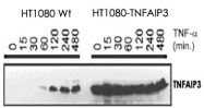 MAB3716 - TNFAIP3