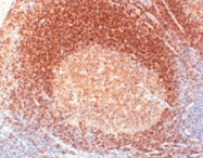 MAB3717 - CD268 / BAFFR